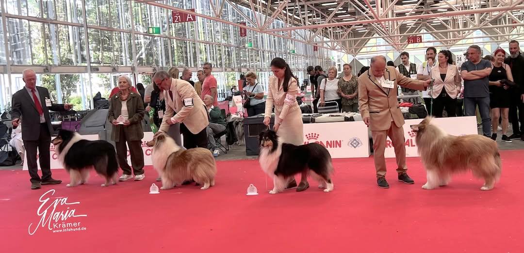WDS 2026 – Collies na Itália