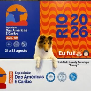 O Collie na Americas & Caribe 2026