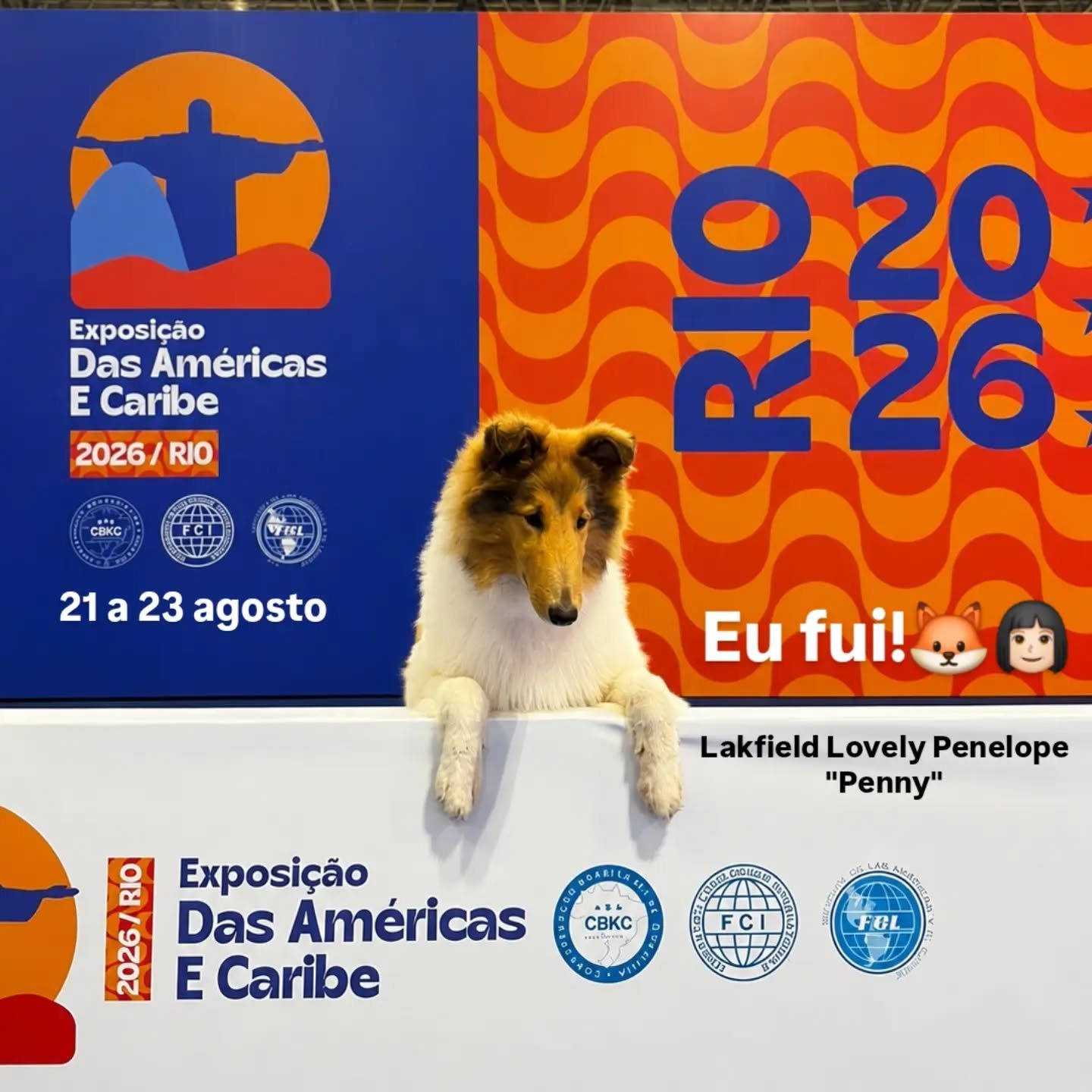 O Collie na Americas & Caribe 2026