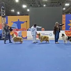 Nacional do Collie 2026 – CBRC