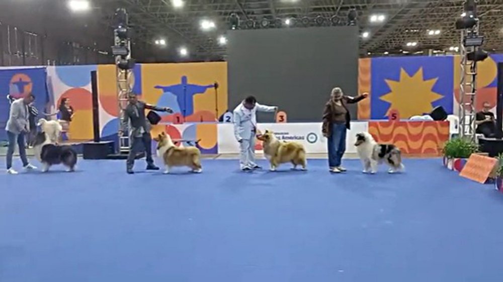 Nacional do Collie 2026 – CBRC